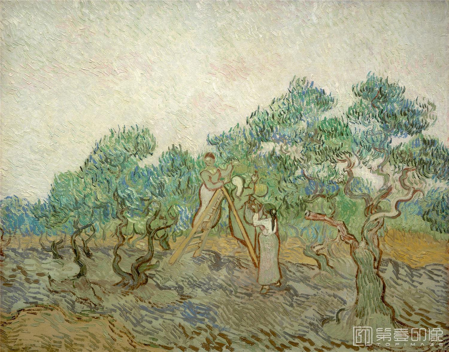 油画-文森特·威廉·梵高 Vincent Willem van Gogh-Olive Grove8-260